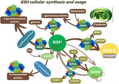 Glutathione-the “master” antioxidant in the regulation of resistant and susceptible host-plant virus-interaction